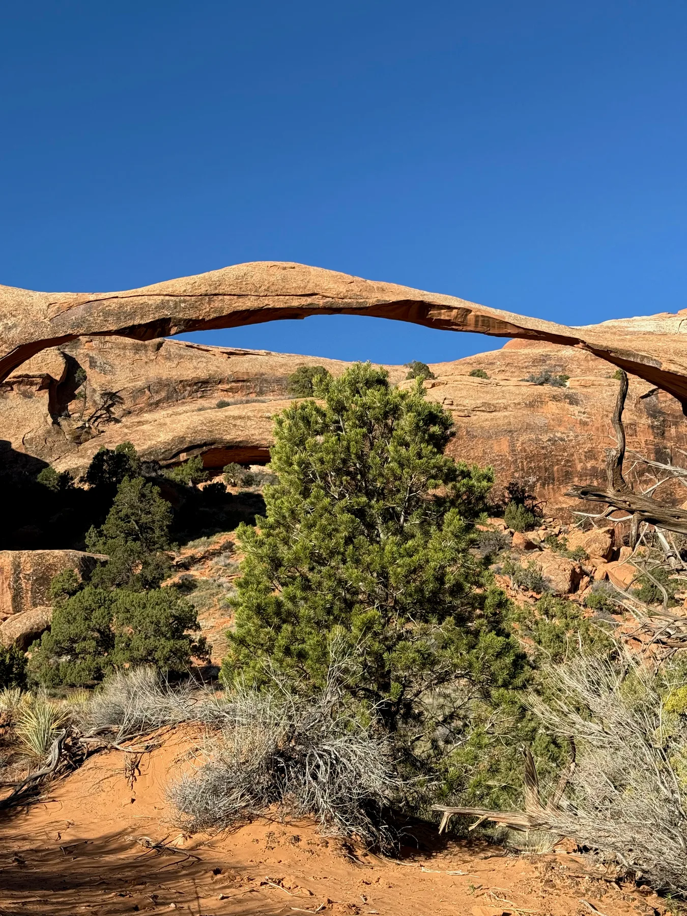 A slender sandstone arch above desert vegetation beneath a blue sky