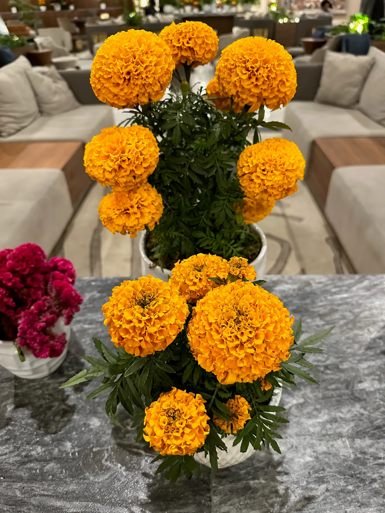 Orange flowers in Polanco