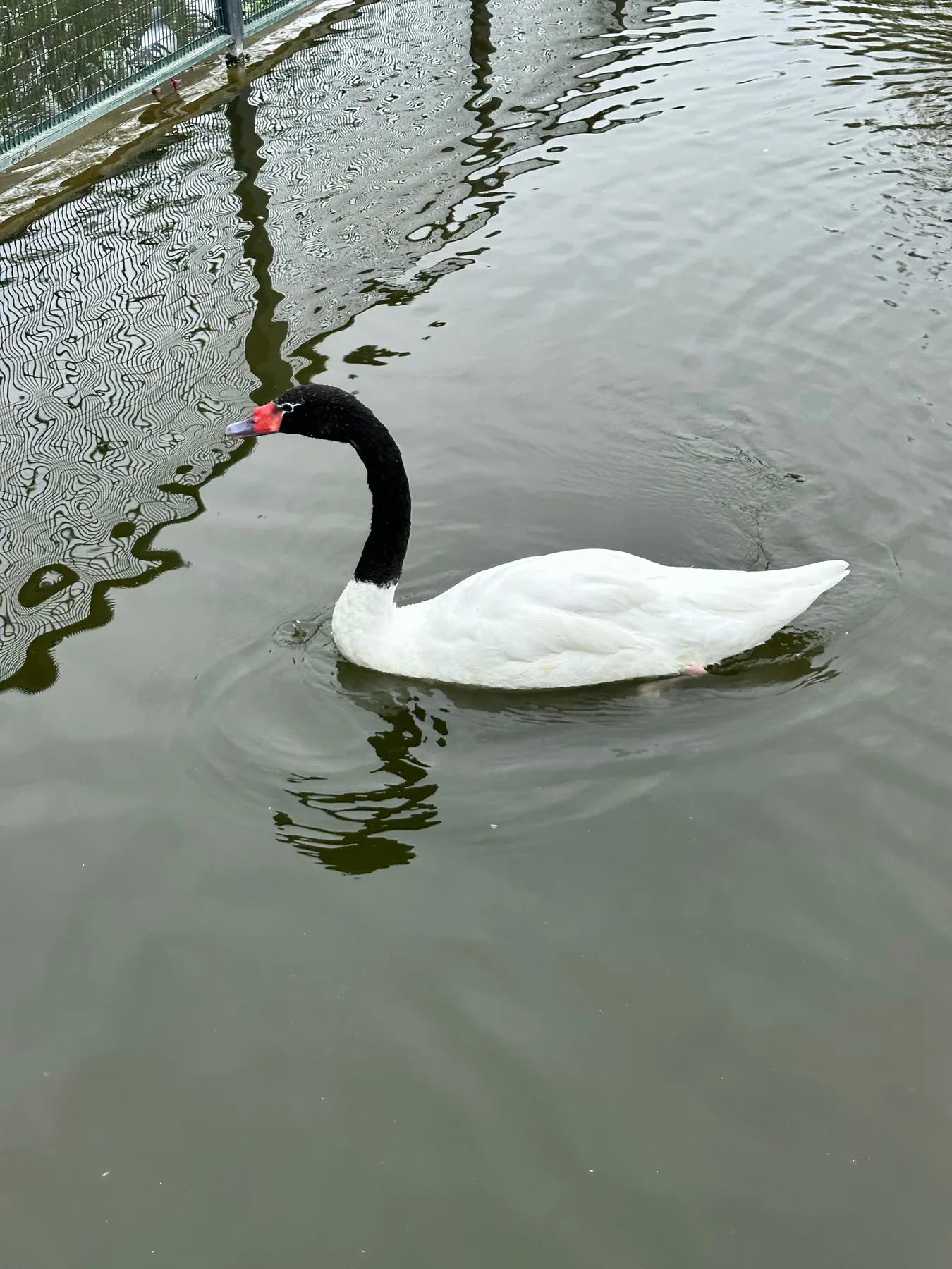 Black-necked swan swimming in Parque Bicentenario